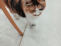 -玫瑰咖啡(中山六路店)