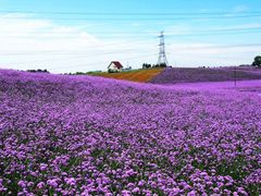 -紫颐香薰山谷景区