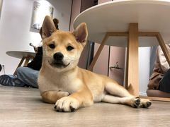-浣熊柯尔鸭土拨鼠·电玩咖