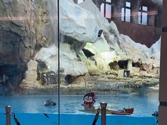 -帝企鹅自助餐厅•儿童岛•真企鹅(长隆企鹅酒店)