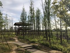 -长田漾湿地公园