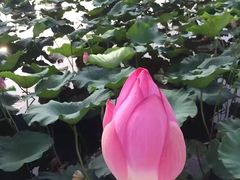 -洪湖生态旅游区