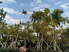 -宝安西湾红树林湿地公园