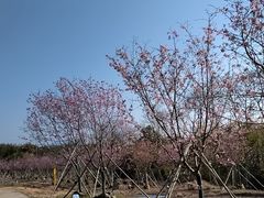 -天适樱花悠乐园
