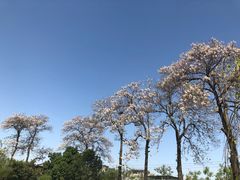 -西安青龙寺遗址景区