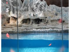 -帝企鹅自助餐厅•儿童岛•真企鹅(长隆企鹅酒店)