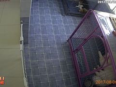 -波姐宠物家庭寄养