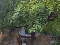 -花洲书院