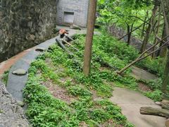 -都江堰中华大熊猫苑