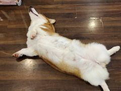 -柯斗斗主题餐厅·狗咖·围炉煮茶·茶饮(国瑞升平里店)