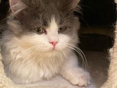 -猫腻·猫咖·撸猫馆(星光大道店)