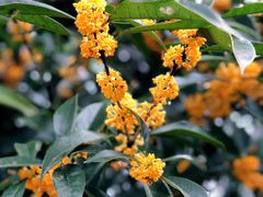 -浙江西子宾馆·瑶园咖啡厅