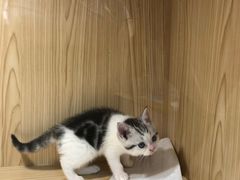 -屋虎猫馆(宝安大仟里店)