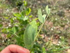 -樱桃山旅游景区