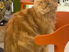 -平行世界·猫咖(首经贸店)