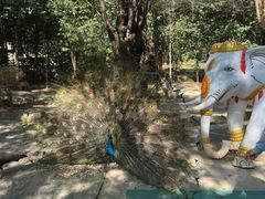 -瑞丽独树成林风景区