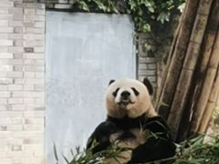 -都江堰中华大熊猫苑