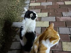 -赫尔森口腔·牙齿种植修复