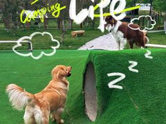 -百好乐宠物友好餐厅(朝外大街店)