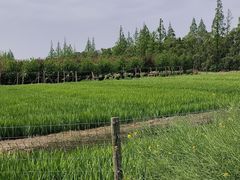 -上海长兴岛郊野公园