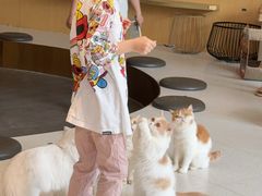 -飞行喵MR PILOT|猫舍·猫咖(静安大融城店)