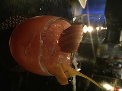 Strawberry Cafe-Strawberry Butterfly草莓蝴蝶日式水果挞