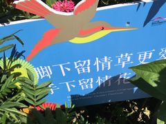-莲花山花海