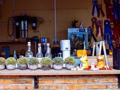 -柴犬高等学院·狗咖·柴犬售卖·宠物训练