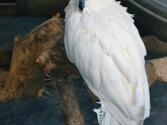 -青藏高原野生动物园