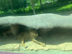 -北京野生动物园