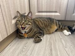 -派特宠物医院(海岸城店)