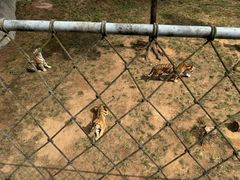 -西霞口神雕山野生动物世界