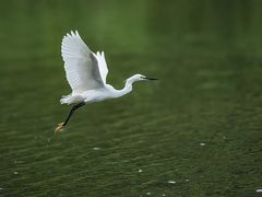 -白鹭湾湿地公园