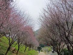 -广州市白云山风景名胜区