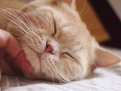 -凯特喵百思猫专科医院