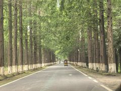 -黄海国家森林公园