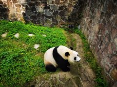 -都江堰中华大熊猫苑