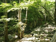 -牛背梁国家森林公园