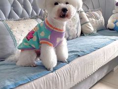 -萌宠之家·腊肠犬·马尔泰·小体犬舍