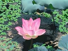 -惠州西湖丰渚园