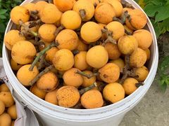 -塘栖枇杷特色园区