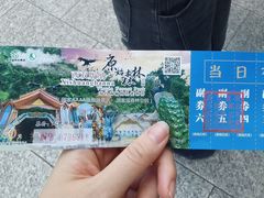 -西双版纳原始森林公园