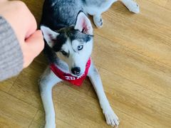 -Husky Go! 哈士奇体验馆·宠物咖啡厅狗咖