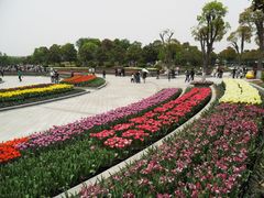 郁金香-上海鲜花港