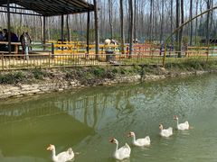 -合肥滨湖国家森林公园