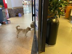 -茶颜悦色(环球奥特莱斯店)