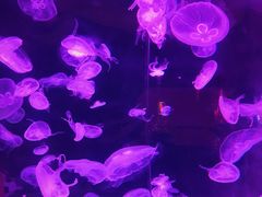 -台州海洋世界