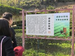 -英德宝晶宫天鹅湖茶语温泉