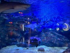 -烟台海昌鲸鲨海洋公园