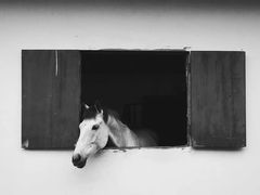 -重庆和泰马术俱乐部